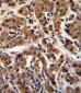 AKT1 Antibody (C-term T450)