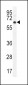 AKT1 Antibody (C-term T450)