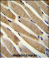 TRIM7  Antibody (N-term)