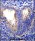 EIF5AL1 Antibody (C-term)