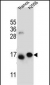 EIF5AL1 Antibody (C-term)