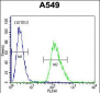 ARRB1 Antibody (C-term)