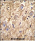 PCDHGA8 Antibody (C-term)