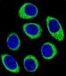 PCDH1 Antibody (N-term)