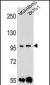 PCDH1 Antibody (N-term)