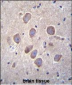 PCDHA8 Antibody (C-term)