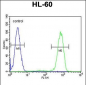 CASP12 Antibody (Center)