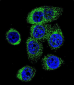 AP12027c-CASP12-Antibody-Center