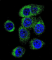 CASP12 Antibody (Center)