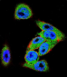 AP12030b-DVL3-Antibody-C-term