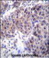 DVL3 Antibody (C-term)