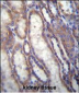 FOXA2 Antibody (C-term)