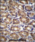 AXIN1 Antibody (C-term)