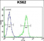 RPS19 Antibody (Center)