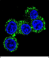 AP12044c-CACNG6-Antibody-Center