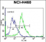 GGH Antibody (C-term)