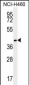 GGH Antibody (C-term)