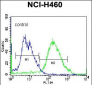 GSR Antibody (C-term)