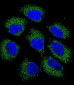 GSR Antibody (C-term)