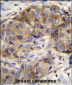 GSR Antibody (C-term)