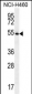 GSR Antibody (C-term)