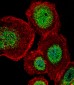 LEF1 Antibody (N-term)