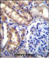 SH2D4A Antibody (N-term)