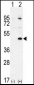 TGIF1 Antibody (Center L223)