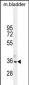 TGIF1 Antibody (Center L223)