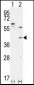 TGIF1 Antibody (Center A160)