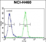 FUT4 Antibody (C-term)