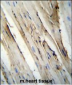 FUT4 Antibody (C-term)