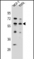 KLF4 Antibody (Center)