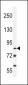 JHDM2b Antibody (Center)