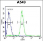 SOX3 Antibody (Center P204)