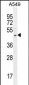 SOX3 Antibody (Center P204)