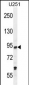 PCAF Antibody (C-term)