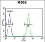 WRN Antibody (Center T802)