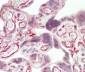 WRN Antibody (Center T802)