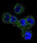 Maspin Antibody (Center)