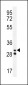 Neutrophil elastase Antibody (N-term)