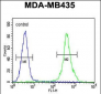 ZEB2 Antibody (C-term)