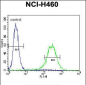 ENPEP Antibody (C-term)