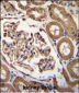 ENPEP Antibody (C-term)