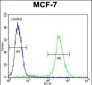 LKAAEAR1 Antibody (C-term)