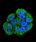 LKAAEAR1 Antibody (C-term)