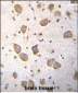 LKAAEAR1 Antibody (C-term)