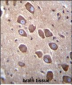 PCDHA3 Antibody (C-term)