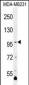 PCDHA3 Antibody (C-term)