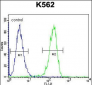 CPSF7 Antibody (C-term)